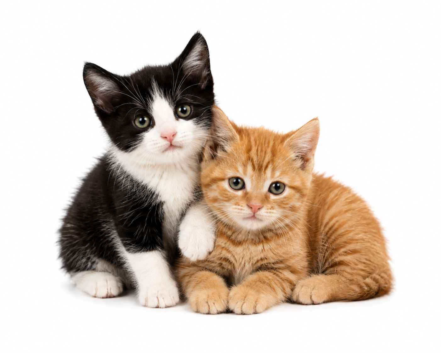 home pet sitting droitwich spa